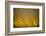 Yellow Diamonds-Adrian Campfield-Framed Photographic Print