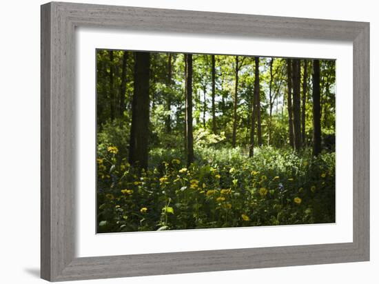 Yellow Doronicum Pardalianches, in the Dappled Light That Filters Through the Woodland Trees Canopy-Pedro Silmon-Framed Photographic Print