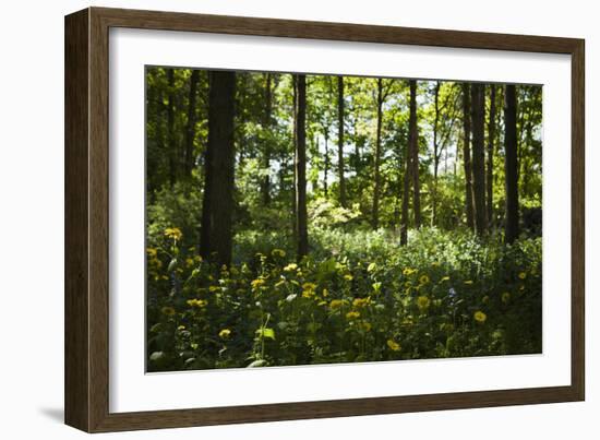 Yellow Doronicum Pardalianches, in the Dappled Light That Filters Through the Woodland Trees Canopy-Pedro Silmon-Framed Photographic Print