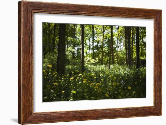 Yellow Doronicum Pardalianches, in the Dappled Light That Filters Through the Woodland Trees Canopy-Pedro Silmon-Framed Photographic Print