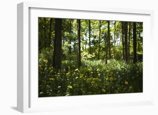 Yellow Doronicum Pardalianches, in the Dappled Light That Filters Through the Woodland Trees Canopy-Pedro Silmon-Framed Photographic Print