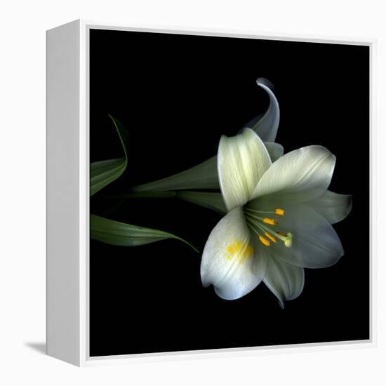 Yellow Dusted Lily-Magda Indigo-Framed Premier Image Canvas