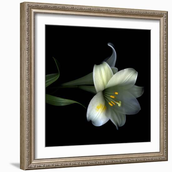 Yellow Dusted Lily-Magda Indigo-Framed Photographic Print