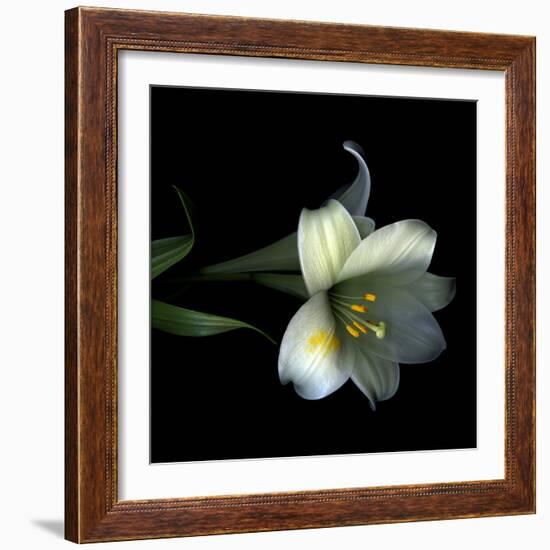 Yellow Dusted Lily-Magda Indigo-Framed Photographic Print