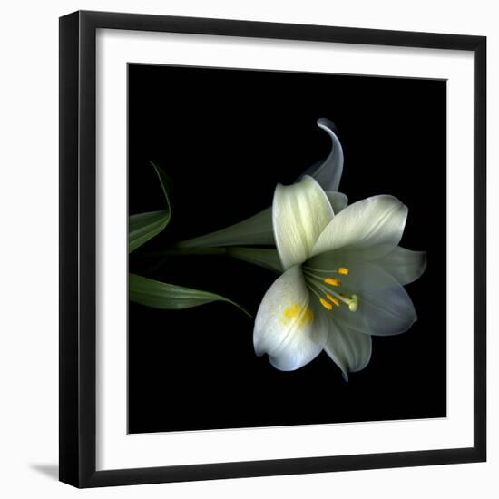 Yellow Dusted Lily-Magda Indigo-Framed Photographic Print