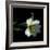 Yellow Dusted Lily-Magda Indigo-Framed Photographic Print