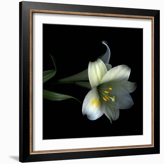 Yellow Dusted Lily-Magda Indigo-Framed Photographic Print