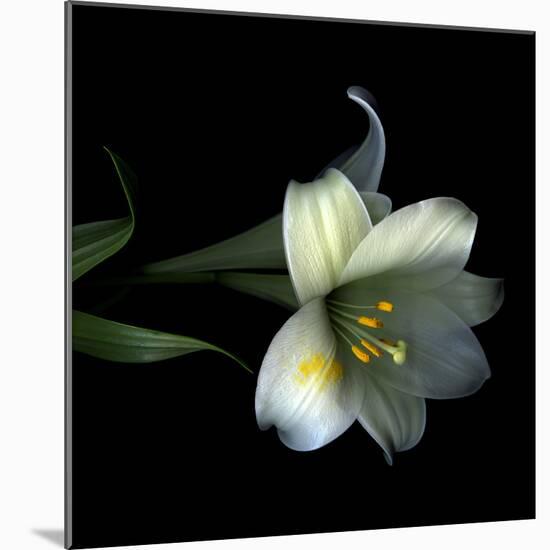 Yellow Dusted Lily-Magda Indigo-Mounted Photographic Print