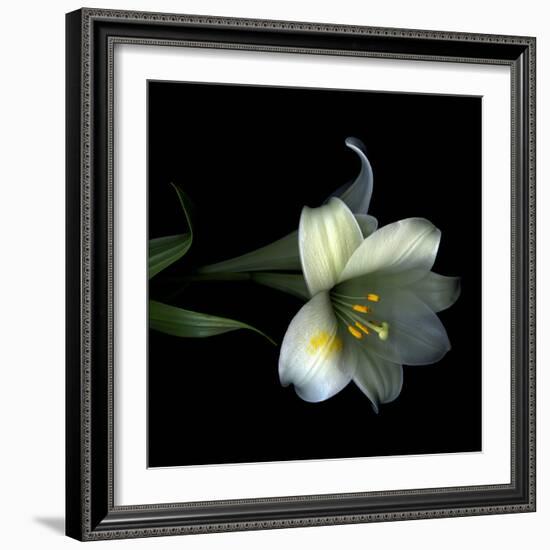 Yellow Dusted Lily-Magda Indigo-Framed Photographic Print