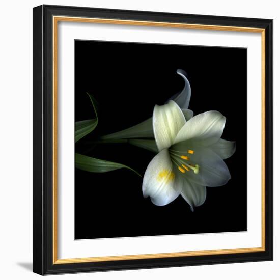 Yellow Dusted Lily-Magda Indigo-Framed Photographic Print