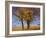 Yellow Elm-Chris Vest-Framed Photographic Print