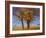 Yellow Elm-Chris Vest-Framed Photographic Print