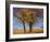 Yellow Elm-Chris Vest-Framed Photographic Print