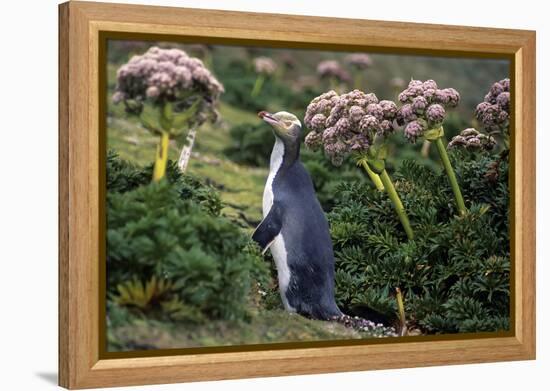 Yellow-Eyed Penguins (Megadyptes Antipodes) Walking Amongst Anisotome Megaherbs-Tui De Roy-Framed Premier Image Canvas