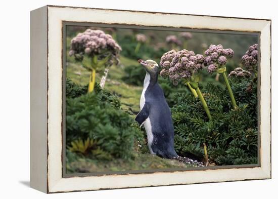 Yellow-Eyed Penguins (Megadyptes Antipodes) Walking Amongst Anisotome Megaherbs-Tui De Roy-Framed Premier Image Canvas