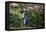 Yellow-Eyed Penguins (Megadyptes Antipodes) Walking Amongst Anisotome Megaherbs-Tui De Roy-Framed Premier Image Canvas