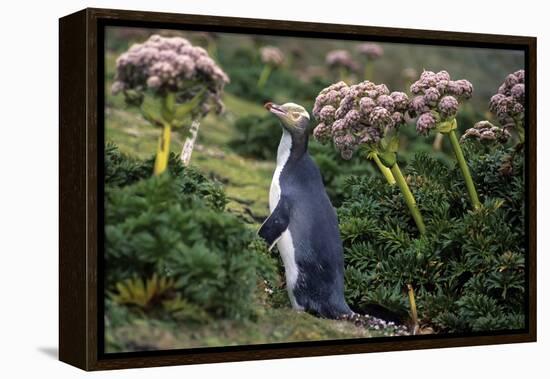 Yellow-Eyed Penguins (Megadyptes Antipodes) Walking Amongst Anisotome Megaherbs-Tui De Roy-Framed Premier Image Canvas