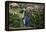 Yellow-Eyed Penguins (Megadyptes Antipodes) Walking Amongst Anisotome Megaherbs-Tui De Roy-Framed Premier Image Canvas