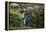 Yellow-Eyed Penguins (Megadyptes Antipodes) Walking Amongst Anisotome Megaherbs-Tui De Roy-Framed Premier Image Canvas