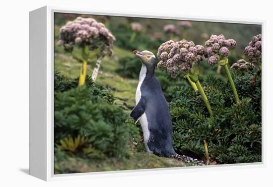 Yellow-Eyed Penguins (Megadyptes Antipodes) Walking Amongst Anisotome Megaherbs-Tui De Roy-Framed Premier Image Canvas