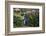 Yellow-Eyed Penguins (Megadyptes Antipodes) Walking Amongst Anisotome Megaherbs-Tui De Roy-Framed Photographic Print