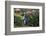 Yellow-Eyed Penguins (Megadyptes Antipodes) Walking Amongst Anisotome Megaherbs-Tui De Roy-Framed Photographic Print