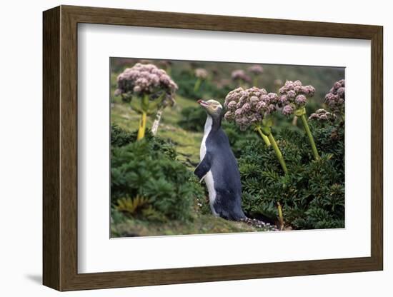 Yellow-Eyed Penguins (Megadyptes Antipodes) Walking Amongst Anisotome Megaherbs-Tui De Roy-Framed Photographic Print