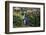 Yellow-Eyed Penguins (Megadyptes Antipodes) Walking Amongst Anisotome Megaherbs-Tui De Roy-Framed Photographic Print