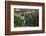 Yellow-Eyed Penguins (Megadyptes Antipodes) Walking Amongst Anisotome Megaherbs-Tui De Roy-Framed Photographic Print