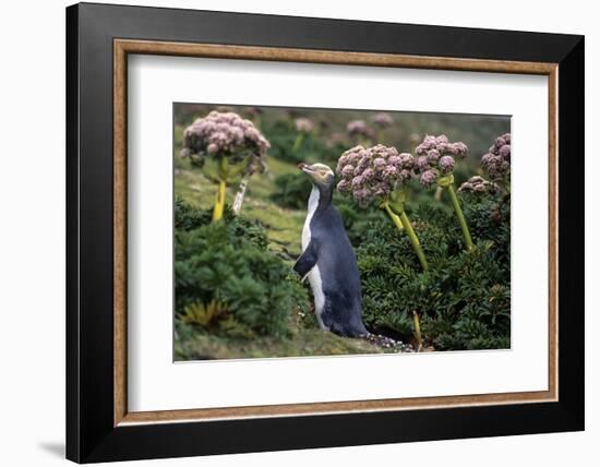 Yellow-Eyed Penguins (Megadyptes Antipodes) Walking Amongst Anisotome Megaherbs-Tui De Roy-Framed Photographic Print