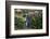 Yellow-Eyed Penguins (Megadyptes Antipodes) Walking Amongst Anisotome Megaherbs-Tui De Roy-Framed Photographic Print