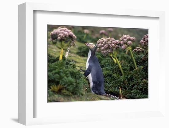 Yellow-Eyed Penguins (Megadyptes Antipodes) Walking Amongst Anisotome Megaherbs-Tui De Roy-Framed Photographic Print