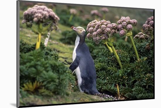 Yellow-Eyed Penguins (Megadyptes Antipodes) Walking Amongst Anisotome Megaherbs-Tui De Roy-Mounted Photographic Print