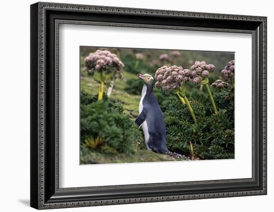 Yellow-Eyed Penguins (Megadyptes Antipodes) Walking Amongst Anisotome Megaherbs-Tui De Roy-Framed Photographic Print