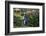 Yellow-Eyed Penguins (Megadyptes Antipodes) Walking Amongst Anisotome Megaherbs-Tui De Roy-Framed Photographic Print