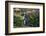 Yellow-Eyed Penguins (Megadyptes Antipodes) Walking Amongst Anisotome Megaherbs-Tui De Roy-Framed Photographic Print