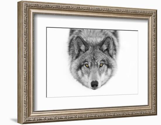 Yellow Eyes - Timber Wolf-Jim Cumming-Framed Photographic Print
