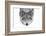 Yellow Eyes - Timber Wolf-Jim Cumming-Framed Photographic Print