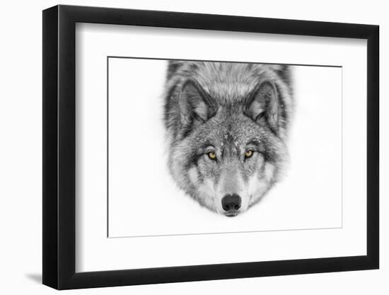 Yellow Eyes - Timber Wolf-Jim Cumming-Framed Photographic Print