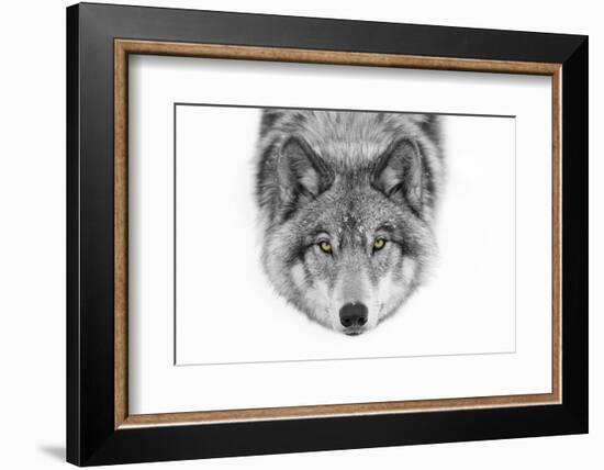 Yellow Eyes - Timber Wolf-Jim Cumming-Framed Photographic Print