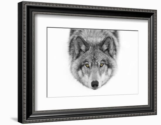 Yellow Eyes - Timber Wolf-Jim Cumming-Framed Photographic Print