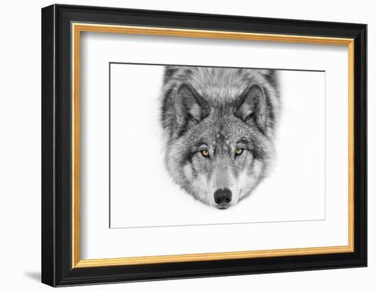 Yellow Eyes - Timber Wolf-Jim Cumming-Framed Photographic Print