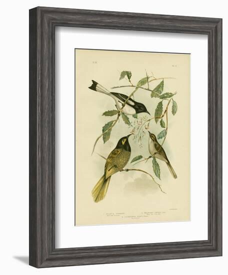 Yellow-Faced Honeyeater, 1891-Gracius Broinowski-Framed Giclee Print