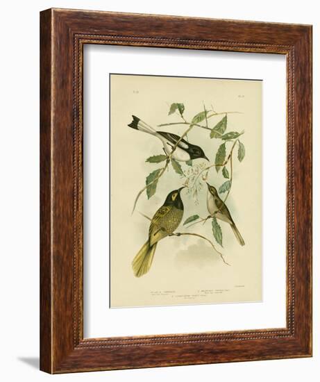 Yellow-Faced Honeyeater, 1891-Gracius Broinowski-Framed Giclee Print
