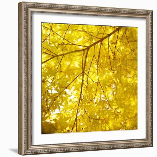 Yellow Fall Leaves 007-Tom Quartermaine-Framed Giclee Print