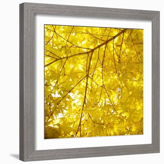 Yellow Fall Leaves 007-Tom Quartermaine-Framed Giclee Print