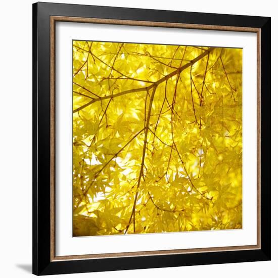 Yellow Fall Leaves 007-Tom Quartermaine-Framed Giclee Print