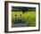 Yellow Field, Kedleston, Derby-Andrew Macara-Framed Giclee Print