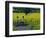 Yellow Field, Kedleston, Derby-Andrew Macara-Framed Giclee Print