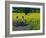 Yellow Field, Kedleston, Derby-Andrew Macara-Framed Giclee Print